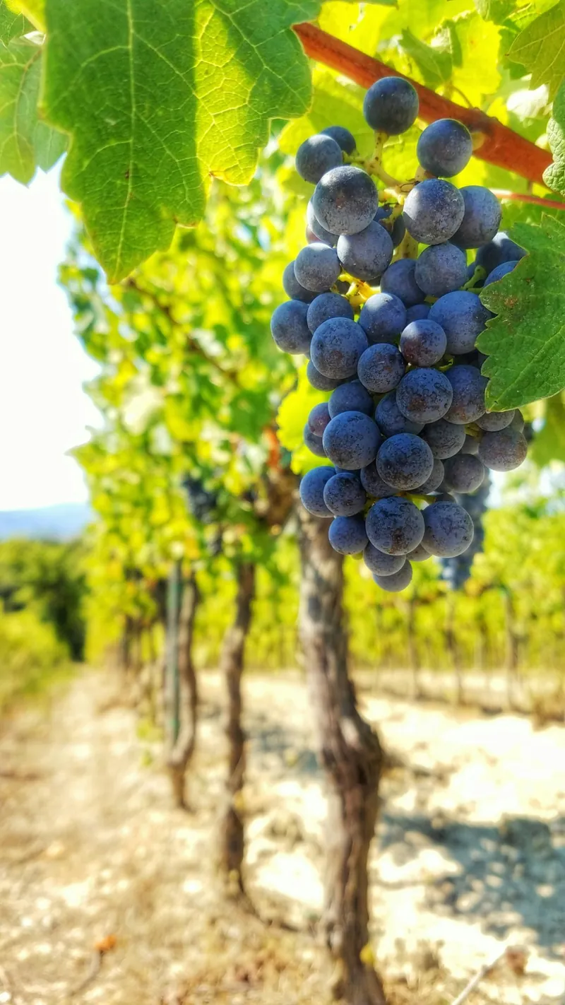 Blauwe druiventros aan de wijnstok in een wijngaard